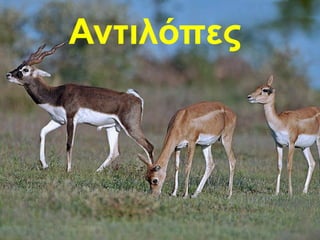 Αντιλόπες
 