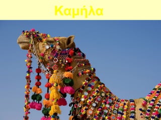 Καμήλα
 
