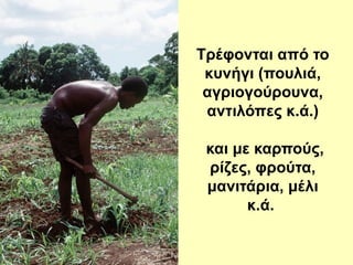 Τρέφονται από το
κυνήγι (πουλιά,
αγριογούρουνα,
αντιλόπες κ.ά.)
και με καρπούς,
ρίζες, φρούτα,
μανιτάρια, μέλι
κ.ά.
 