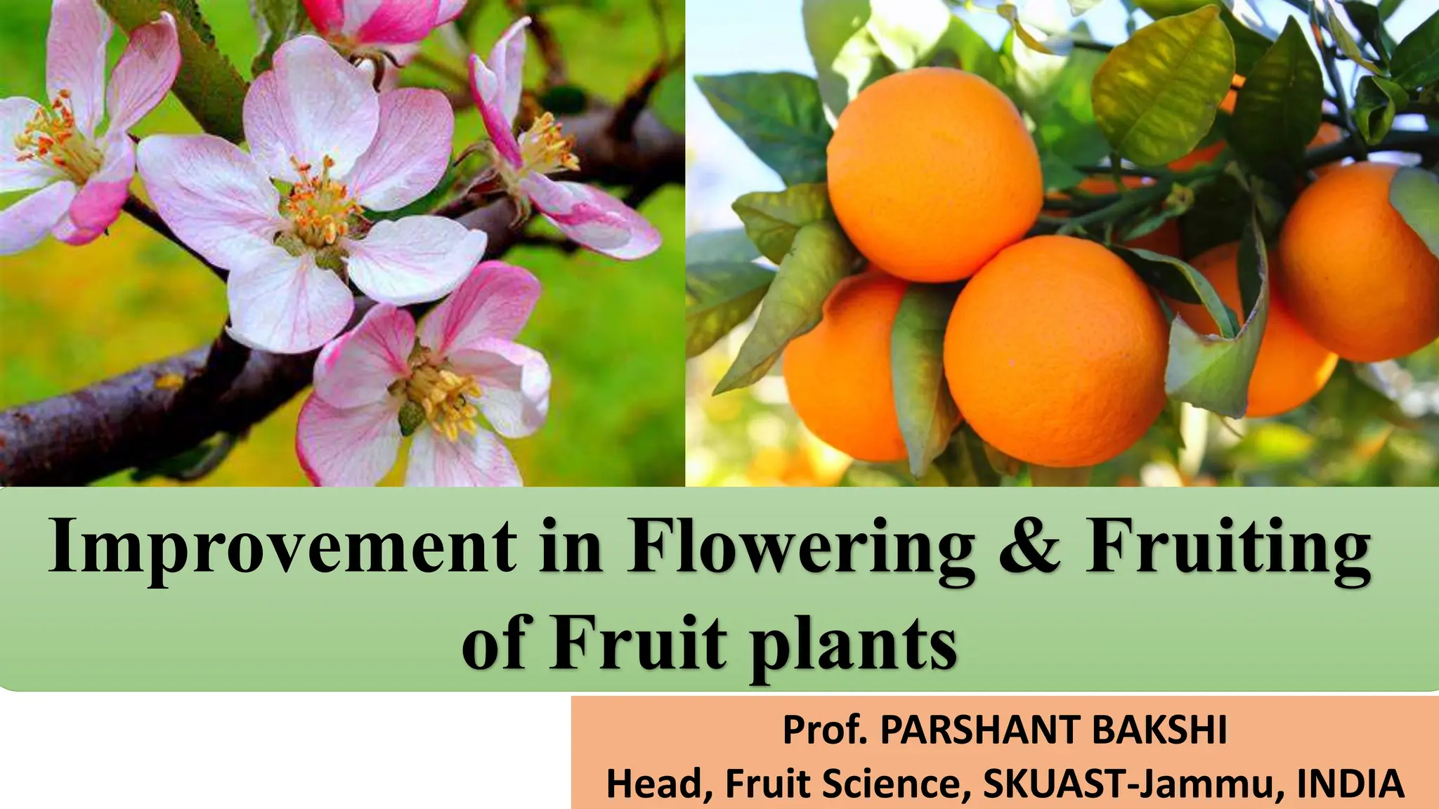 Improvement in flowering & fruiting in fruit plants.pptx