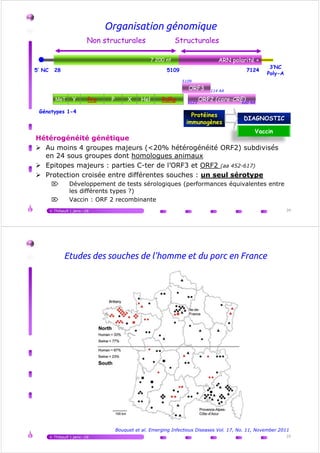 Organisation génomique
Non structurales Structurales
28 5109 71245’ NC
3’NC
Poly-A
ARN polarité +7 200 nt
Protéines
MeT Y Pro P X Hel RdRp
ORF3
ORF2 (core-CRE)
Génotypes 1-4
5109
5123
114 AA
660 AA
Hétérogénéité génétique
Au moins 4 groupes majeurs (<20% hétérogénéité ORF2) subdivisés
en 24 sous groupes dont homologues animaux
Epitopes majeurs : parties C-ter de l’ORF3 et ORF2 (aa 452-617)
Protection croisée entre différentes souches : un seul sérotype
⌦ Développement de tests sérologiques (performances équivalentes entre
les différents types ?)
⌦ Vaccin : ORF 2 recombinante
V.Thibault | janv.-16 34
Protéines
immunogènes
DIAGNOSTIC
Vaccin
Génotypes 1-4
Etudes des souches de l'homme et du porc en France
V.Thibault | janv.-16 35
Bouquet et al. Emerging Infectious Diseases Vol. 17, No. 11, November 2011
 
