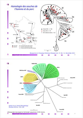 Homologie des souches de
l'homme et du porc
V.Thibault | janv.-16 36
Bouquet et al. Emerging Infectious Diseases Vol. 17, No. 11, November 2011
V.Thibault | janv.-16 37
Phylogenetic tree based on full-length sequences of HEV strains.
Kamar et al. Clinical Microbiology
Reviews 2014 p. 116–138
 
