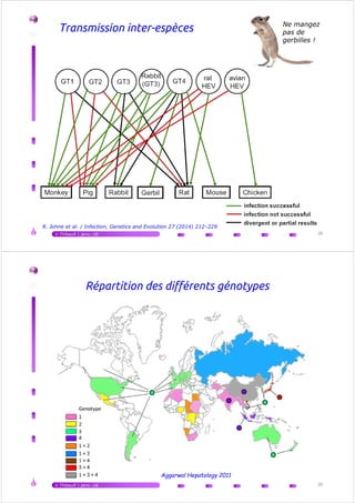 Transmission inter-espèces Ne mangez
pas de
gerbilles !
V.Thibault | janv.-16 38
R. Johne et al. / Infection, Genetics and Evolution 27 (2014) 212–229
Répartition des différents génotypes
V.Thibault | janv.-16 39
Aggarwal Hepatology 2011
 