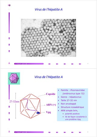 150
V.Thibault | janv.-16 3
150
Historique VHA
Avant J.C.: “La Jaunisse” (Ikterus / kirrhos)
1745 : Cockayne, hépatites épidémiques
1908 : McDonald, "notion de virus…"
Reproduction de la maladie 1942 :
Volontaires (Voegt, Havens), Paul 1943 ingestion feces/serum
Entité clinique :
17-18ème siècle - 1923 Blumer - 1947 McCallum (VHA "infectious"-VHB "serum")
1995 : Vaccin
Transmission nosocomiale (préparation vaccinale : variole, fièvre jaune…)
Visualisation : 1973 (Feinstone)
Développement de la sérologie : épidémiologie
1979 : culture (Provost et Hilleman)
1981... : Clonage, Séquences nucléotidiques
1991… : Vaccination
2006 : Déclaration obligatoire
2015 : origine zoonotique du virus
V.Thibault | janv.-16 4
1995 : Vaccin
1996 : recommandations
1999 : recommandations
 
