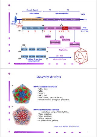 150
V.Thibault | janv.-16 3
150
Historique VHA
Avant J.C.: “La Jaunisse” (Ikterus / kirrhos)
1745 : Cockayne, hépatites épidémiques
1908 : McDonald, "notion de virus…"
Reproduction de la maladie 1942 :
Volontaires (Voegt, Havens), Paul 1943 ingestion feces/serum
Entité clinique :
17-18ème siècle - 1923 Blumer - 1947 McCallum (VHA "infectious"-VHB "serum")
1995 : Vaccin
Transmission nosocomiale (préparation vaccinale : variole, fièvre jaune…)
Visualisation : 1973 (Feinstone)
Développement de la sérologie : épidémiologie
1979 : culture (Provost et Hilleman)
1981... : Clonage, Séquences nucléotidiques
1991… : Vaccination
2006 : Déclaration obligatoire
2015 : origine zoonotique du virus
V.Thibault | janv.-16 4
1995 : Vaccin
1996 : recommandations
1999 : recommandations
 