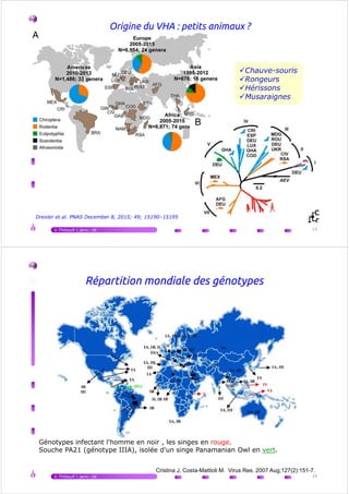 Origine du VHA : petits animaux ?
Chauve-souris
Rongeurs
Hérissons
Musaraignes
Chauve-souris
Rongeurs
Hérissons
Musaraignes
V.Thibault | janv.-16 15
Drexler et al. PNAS December 8, 2015; 49; 15190–15195
Répartition mondiale des génotypes
V.Thibault | janv.-16 16
Génotypes infectant l'homme en noir , les singes en rouge.
Souche PA21 (génotype IIIA), isolée d'un singe Panamanian Owl en vert.
Cristina J, Costa-Mattioli M. Virus Res. 2007 Aug;127(2):151-7.
 