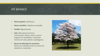 IPÊ BRANCO
• Nome popular: Ipê Branco
• Nome científico: Tabebuia roseoalba
• Família: Bignoniaceae
• Solo: Não aprecia terrenos
encharcados. Planta rústica e pouco
exigente em fertilidade, viceja bem
mesmo em solos pobres e pedregosos.
• Época de obtenção de sementes:
devem ser coletados entre os meses de
setembro e novembro
 