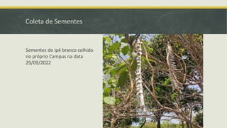 Coleta de Sementes
Sementes do ipê branco colhido
no próprio Campus na data
29/09/2022
 