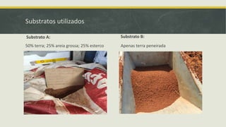 Substratos utilizados
Substrato A:
50% terra; 25% areia grossa; 25% esterco
Substrato B:
Apenas terra peneirada
 