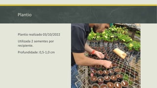 Plantio
Plantio realizado 03/10/2022
Utilizada 2 sementes por
recipiente.
Profundidade: 0,5-1,0 cm
 