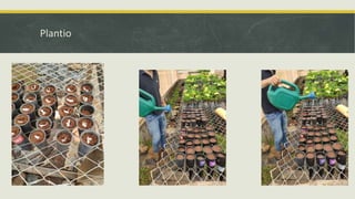 Plantio
 