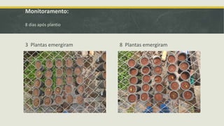 Monitoramento:
8 dias após plantio
3 Plantas emergiram 8 Plantas emergiram
 