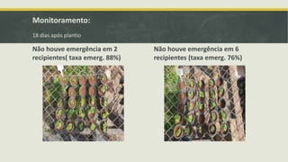 Monitoramento:
18 dias após plantio
Não houve emergência em 2
recipientes( taxa emerg. 88%)
Não houve emergência em 6
recipientes (taxa emerg. 76%)
 