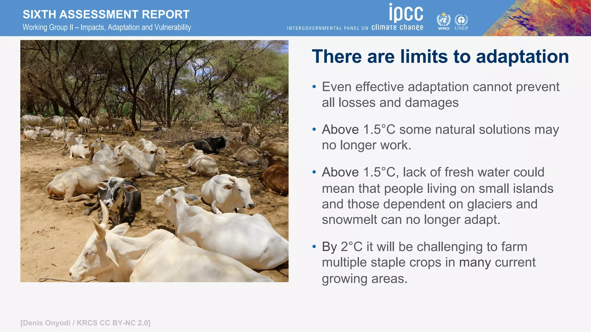 SIXTH ASSESSMENT REPORT
Working Group II – Impacts, Adaptation and Vulnerability
[Denis Onyodi / KRCS CC BY-NC 2.0]
There are limits to adaptation
• Even effective adaptation cannot prevent
all losses and damages
• Above 1.5°C some natural solutions may
no longer work.
• Above 1.5°C, lack of fresh water could
mean that people living on small islands
and those dependent on glaciers and
snowmelt can no longer adapt.
• By 2°C it will be challenging to farm
multiple staple crops in many current
growing areas.
 