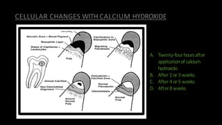 A. Twenty-fourhoursafter
applicationof calcium
hydroxide.
B. After2or3weeks.
C. After4or5weeks.
D. After8weeks
CELLULAR CHANGES WITH CALCIUM HYDROXIDE
 