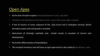 Open Apex
• At the time of tooth eruption- Root development is only two-third.
• Complete root development and apex closure occurs three years after eruption.
• If due to trauma or caries, exposure of the pulp occurs and it undergoes necrosis, dentin
formation ceases and root growth is arrested.
• Destruction of Hertwig’s epithelial root sheath results in cessation of normal root
development.
• No further differentiation of odontoblasts.
• The resultant immature root will have an open apex which is also called as blunderbuss apex.
 
