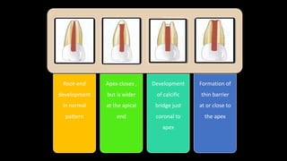 Root-end
development
in normal
pattern
Apex closes ,
but is wider
at the apical
end
Development
of calcific
bridge just
coronal to
apex
Formation of
thin barrier
at or close to
the apex
 