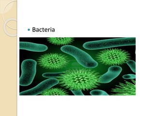  Bacteria
 