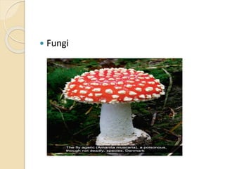  Fungi
 