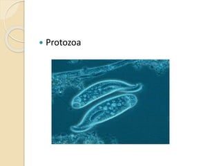  Protozoa
 