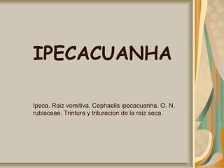IPECACUANHA
Ipeca. Raiz vomitiva. Cephaelis ipecacuanha. O. N.
rubiaceae. Trintura y trituracion de la raiz seca.
 