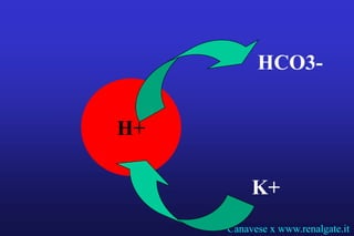 HCO3-


H+

          K+
     Canavese x www.renalgate.it
 