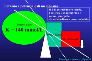 Potassio e potenziale di membrana
                           Se il K extracellulare scende,
                           il potenziale di membrana è
                           ancora più ripido
                           e la cellula diventa meno eccitabile
       Intracellulare

K = 140 mmol/L
                          extracellulare
                                           K = 4.5 mmol/L




                                     Canavese x www.renalgate.it
 