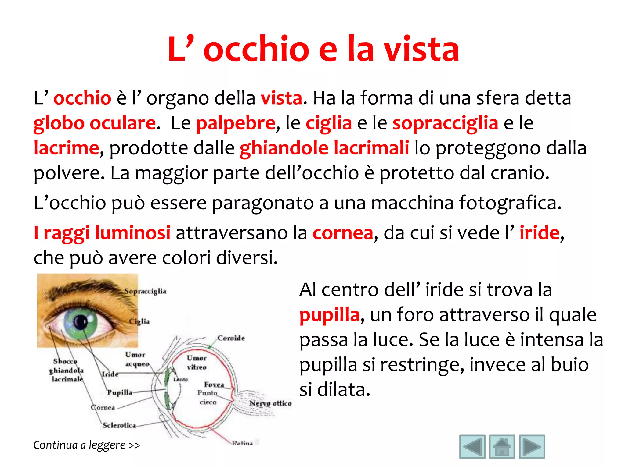 quella dell'occhio è detta orbita