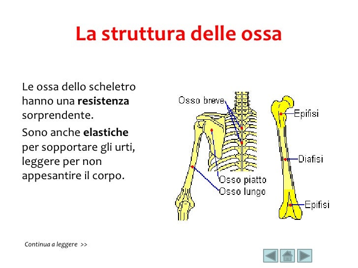 Quante Ossa Ci Sono Nel Nostro Corpo
