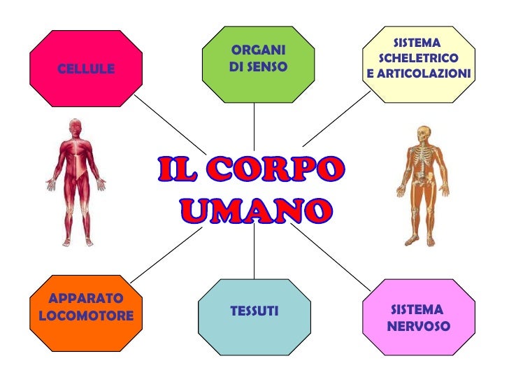 Come E Fatto Il Corpo Umano Il corpo umano