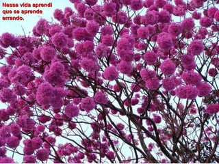 Nessa vida aprendi que se aprende errando.