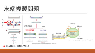 末端複製問題
https://upload.wikimedia.org/wikipedia/ja/6/62/Telomere_scheme.png
R
N
A
RNA分だけ短縮していく
 