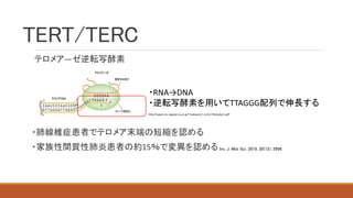 TERT/TERC
テロメア―ゼ逆転写酵素
・肺線維症患者でテロメア末端の短縮を認める
・家族性間質性肺炎患者の約15％で変異を認める
http://www.nsc.nagoya-cu.ac.jp/~jnakayam/_src/sc734/pubj12.pdf
・RNA→DNA
・逆転写酵素を用いてTTAGGG配列で伸長する
Int. J. Mol. Sci. 2019, 20(12), 2996
 