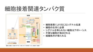細胞接着関連タンパク質
• 細胞接着により生じるシグナル伝達
• 細胞の生存に必要
• シグナルを得られない細胞はアポトーシス
• 不要な細胞が淘汰される
• 組織秩序が保たれる
 