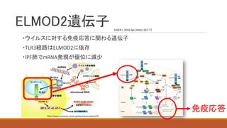 ELMOD2遺伝子
・ウイルスに対する免疫応答に関わる遺伝子
・TLR3経路はELMOD2に依存
・IPF肺でmRNA発現が優位に減少
FASEB J. 2010 Apr;24(4):1167-77.
免疫応答
https://www.natureasia.com/ja-jp/jobs/tokushu/detail/292
 