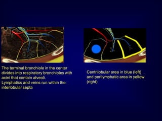 The terminal bronchiole in the center
divides into respiratory bronchioles with
acini that contain alveoli.
Lymphatics and veins run within the
interlobular septa

Centrilobular area in blue (left)
and perilymphatic area in yellow
(right)

 