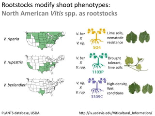 Rootstocks Rootstocks: the other half of the shoot phenotype and heterosis ...