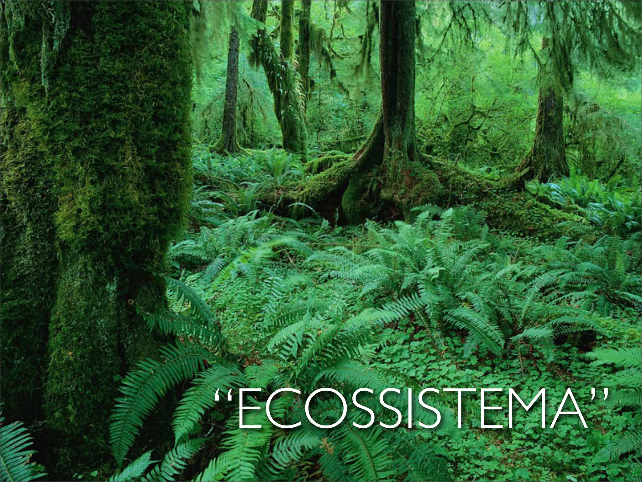 “ECOSSISTEMA”
 