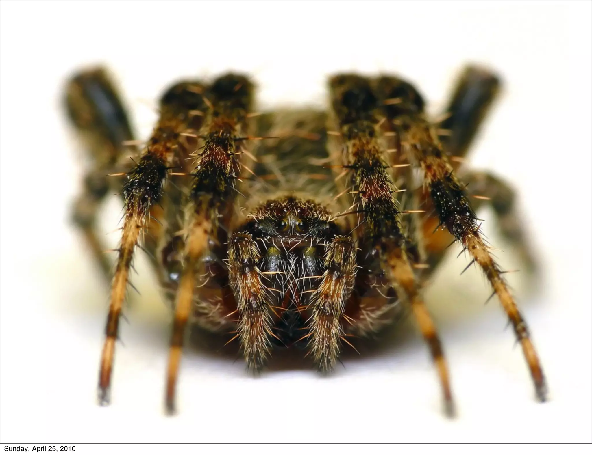 Sunday, April 25, 2010
 