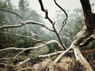 Aaron Pike - US - 1st Place - Trees.
 