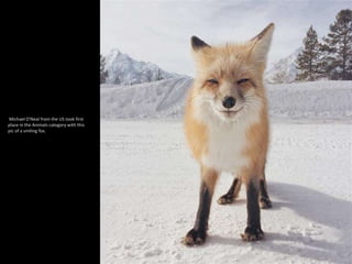 Michael O'Neal from the US took first
place in the Animals category with this
pic of a smiling fox.
 