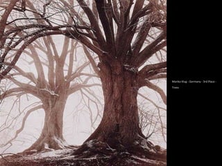 Mariko Klug - Germany - 3rd Place -
Trees.
 