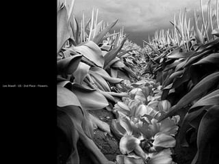 Lee Atwell - US - 2nd Place - Flowers.
 