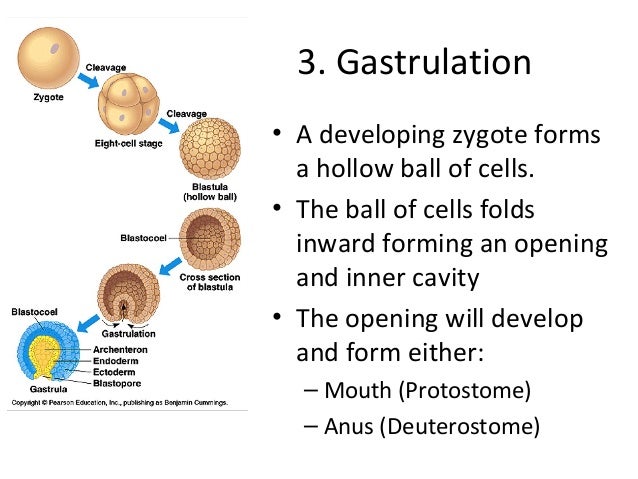 protostome have the blastopore form the mouth protostome have the blastopore form the mouth