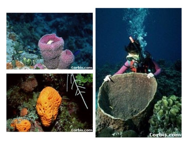 kingdom animalia & phylum porifera
