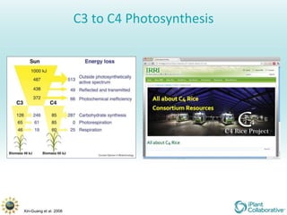 C3 to C4 Photosynthesis




Xin-Guang et al. 2008
 