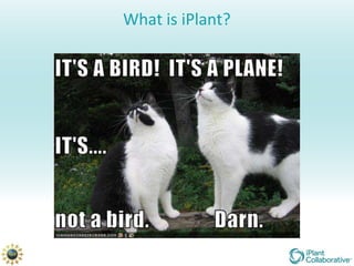 What is iPlant?
 