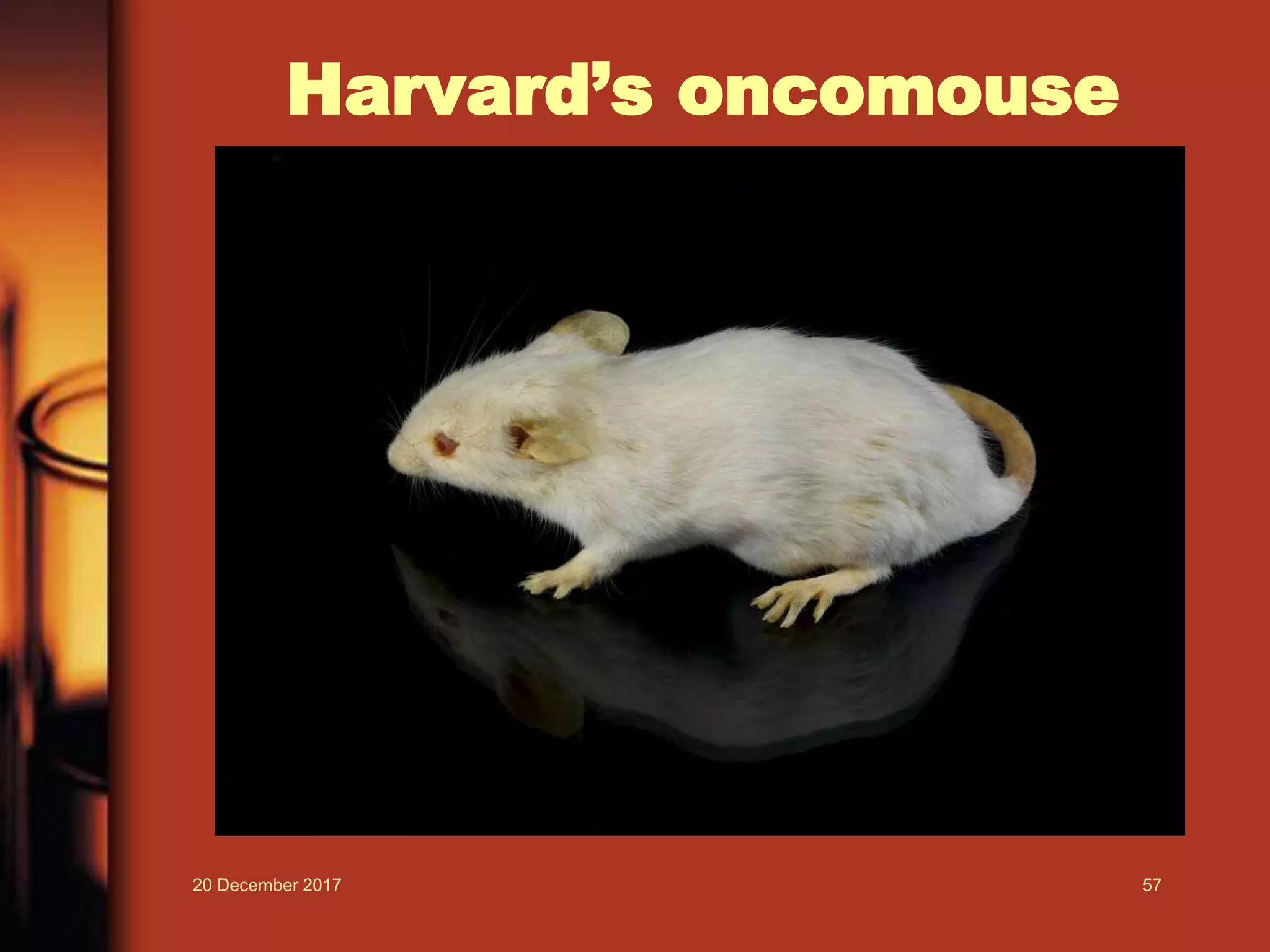 Harvard’s oncomouse
20 December 2017 57
 