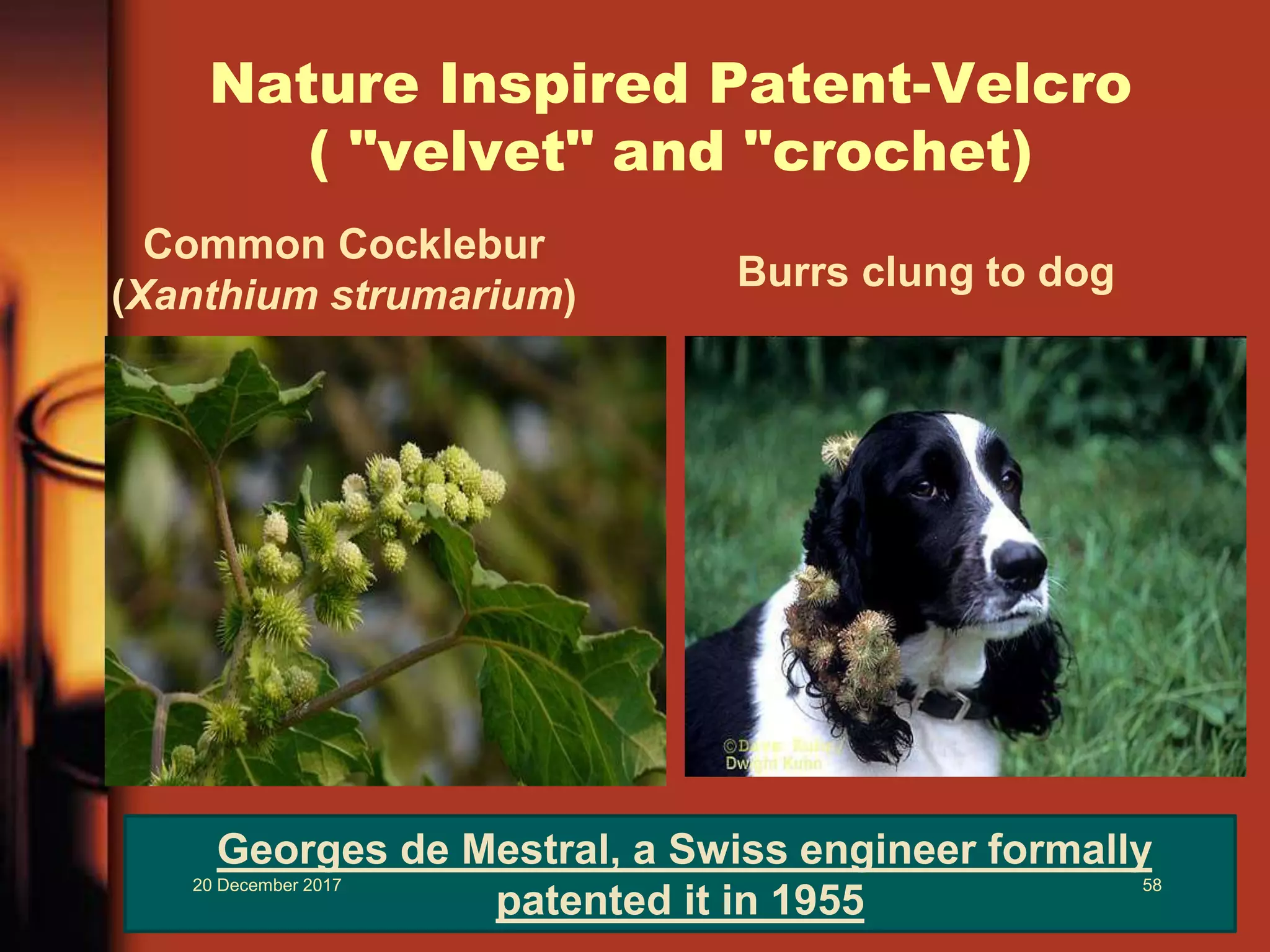 Nature Inspired Patent-Velcro
( "velvet" and "crochet)
Common Cocklebur
(Xanthium strumarium)
Burrs clung to dog
Georges de Mestral, a Swiss engineer formally
patented it in 1955
20 December 2017 58
 