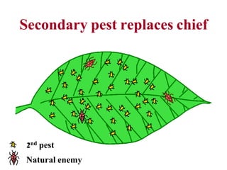 Secondary pest replaces chief
2nd pest
Natural enemy
 